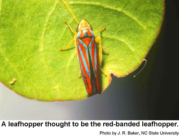 Thumbnail image for Redbanded Leafhopper on Ornamental Plants